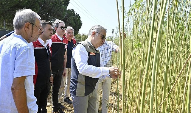 İzmir'de izinli ve kontrollü kenevir hasadı gerçekleştirildi