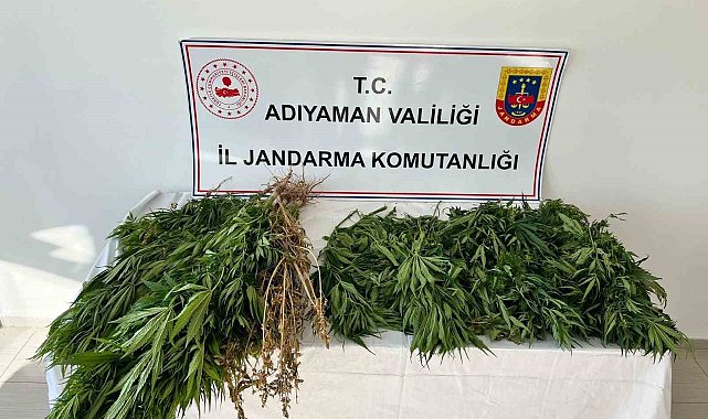Jandarma ekipleri 102 kök kenevir bitkisi ele geçirdi
