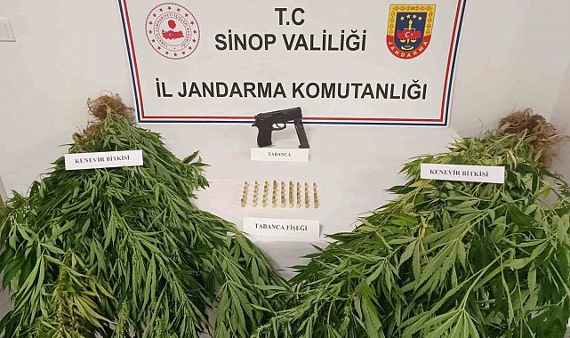 Jandarmadan kenevir operasyonu