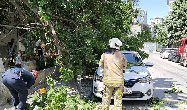 Kadıköy'de güneşten çürüyen ağaç otomobilin üzerine devrildi