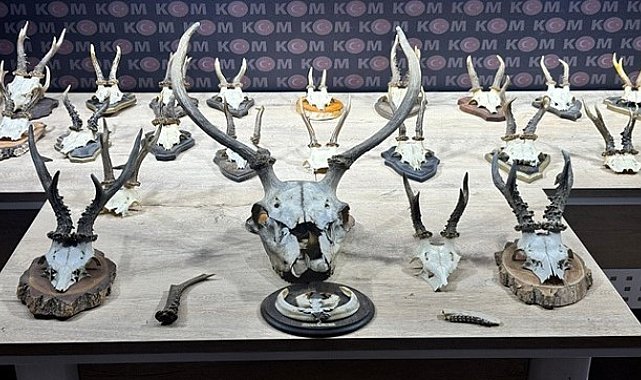 Karaca ve geyik trofesi kaçakçılığı operasyonu