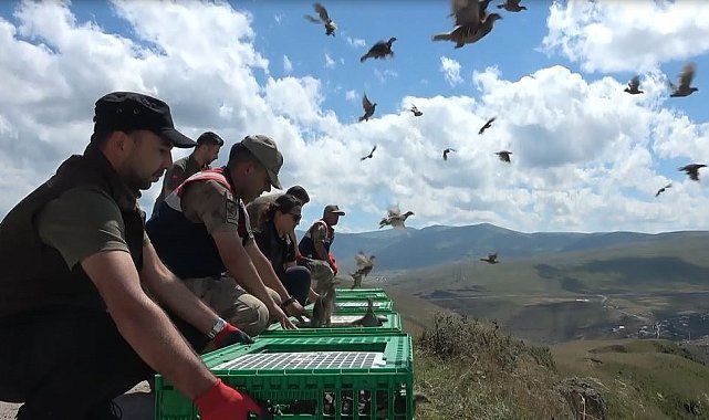 Karaçay Kanyonuna 200 kınalı keklik salındı