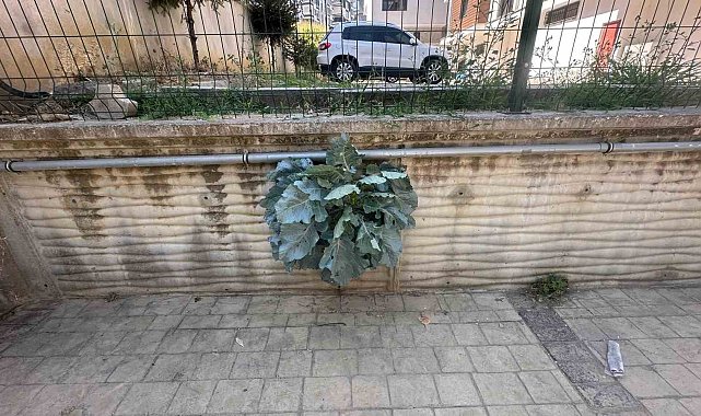 Karalahananın inadı duvarı deldi