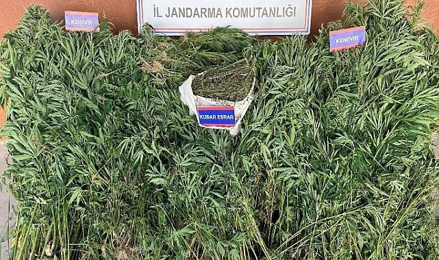 Karaman'da yetiştirdiği keneviri satmaya çalışan 1 kişi tutuklandı