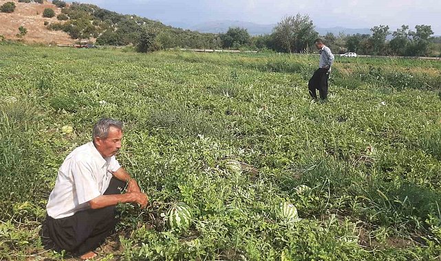 Karpuz tarlasını hasat etmeye giden çiftçiye 'Karga' şoku