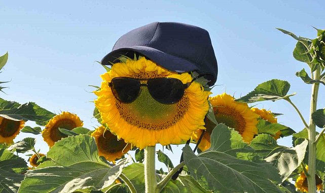 Kars'ta ayçiçeği tarlaları çiçek açtı