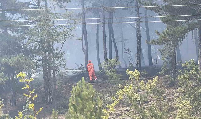 Kastamonu'da orman yangını