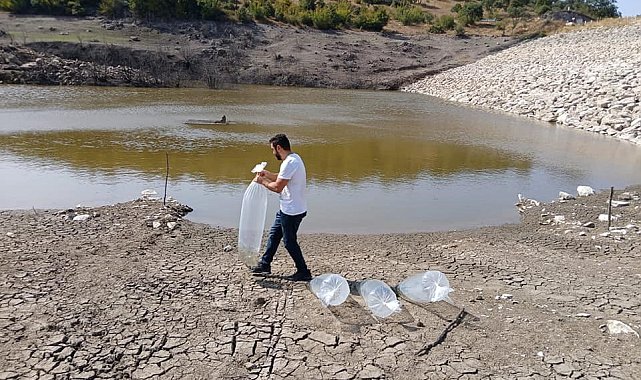 Kayalar göletine 50 sazan balığı yavrusu salındı