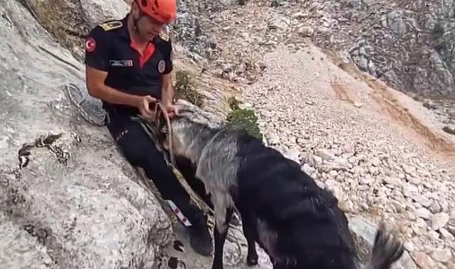 Kayalıklarda mahsur kalan keçiler kurtarıldı