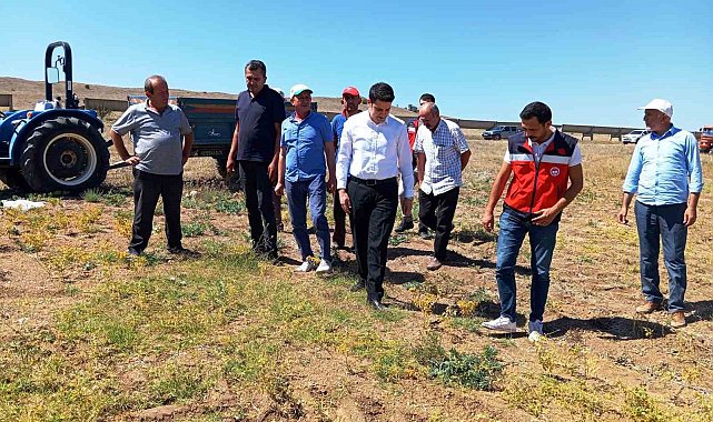 Kaymakam Gedik, nohut hasat kontrollerine katıldı