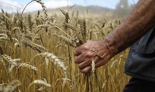 Kelkit'te buğday hasadı başladı, yağışlar rekolteyi olumsuz etkiledi