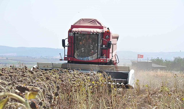 Keşan'da ayçiçeği hasadı başladı