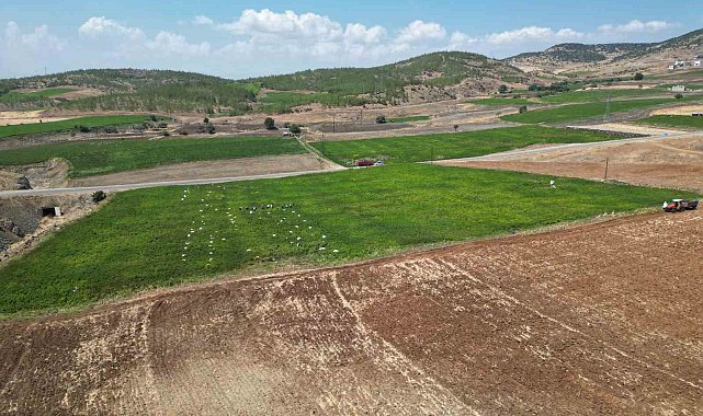 Kilis'te en acı hasat başladı