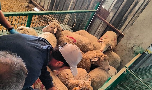 Kırklareli'nde 113 kaçak küçükbaş hayvan yakalandı