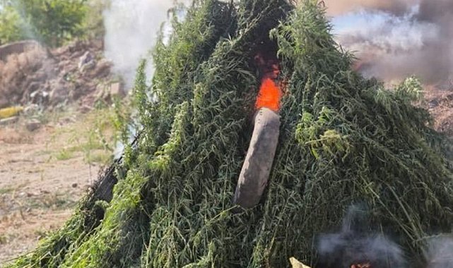 Kırklareli'nde ayçiçek tarlasında 575 bin 541 kök Hint keneviri imha edildi