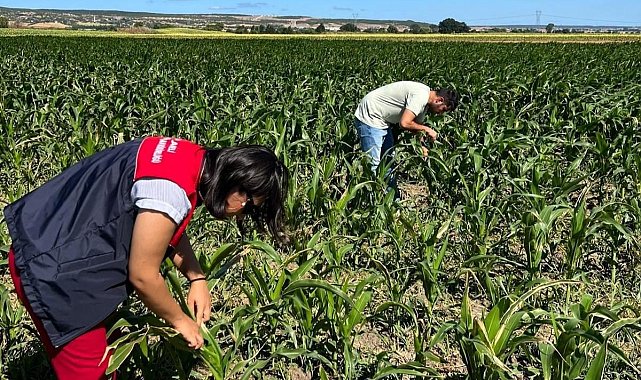 Kırklareli'nde yerli mısır çeşitleri incelendi