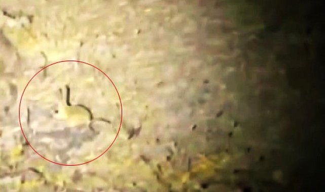 Kırmızı listede bulunuyor, Yozgat'ta görüntülendi
