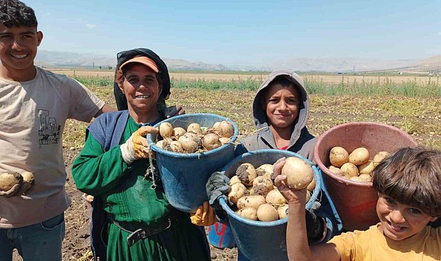 Kışlık 'agria' cinci patateste hasat başladı