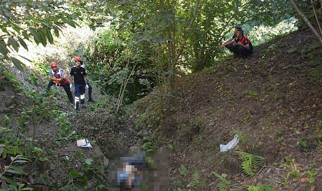 Kökünden kopan incir ağacı yaşlı adamın sonu oldu