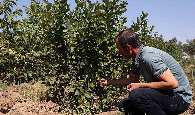 Konya Büyükşehir'in destek vererek teşvik ettiği süper meyve aronyada hasat başladı