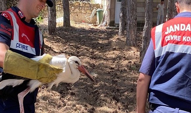 Konya&#039;da yaralı leylek tedavi altına alındı