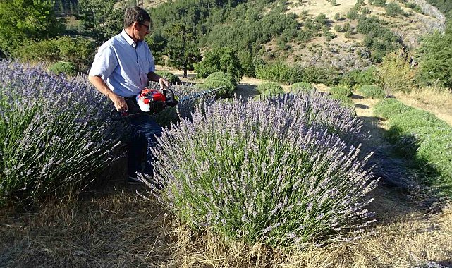 Köylü girişimci 6 yıldır geçimini lavantadan sağlıyor