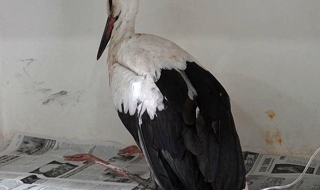 Küçükçekmece'de yaralı halde bulunan leyleğin tedavisi sürüyor
