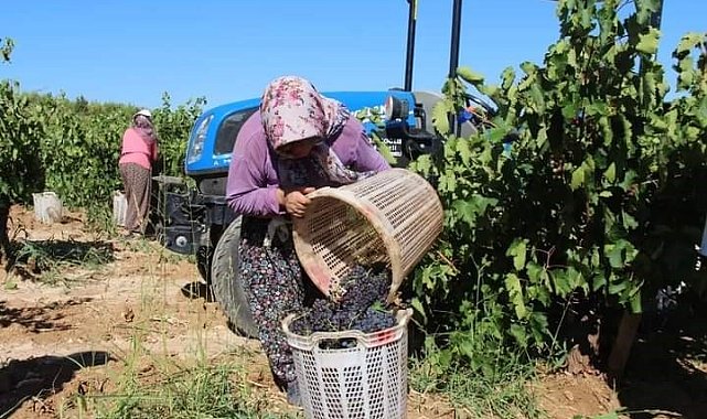 Küresel ısınma Denizli'de üzüm hasadını erken başlattı