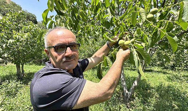 Kuru dağı 20 yıl içinde cevizli vadiye dönüştürdü