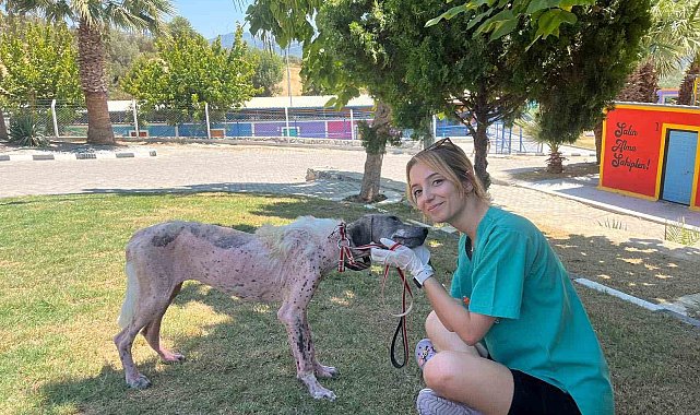 Kuşadası'nda orman yangınından kurtarılan köpek sağlığına kavuştu