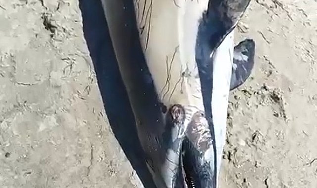 Kuşadası'nda sahile ölü yunus vurdu