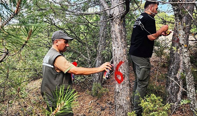Kütahya'da hava kirliliği etkilerinin değerlendirilmesi için ormanlar gözlemleniyor