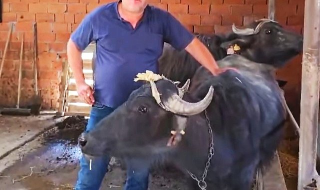 Kütahya'da köylere manda desteği