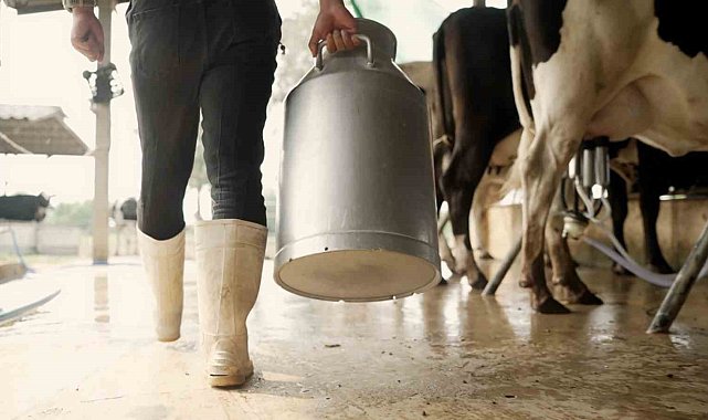 Kuyucak'ta çiğ süt desteklemesi icmalleri askıya çıkarıldı