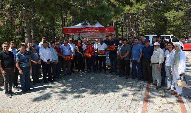 Kuyucak'ta geçci domates hasat şenliği yapıldı