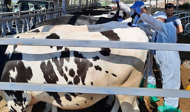 Kuyucak'ta hayvan sağlığı için kan örnekleri alındı