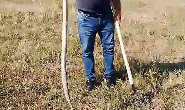 Lastik arasında 1 metre uzunluğundaki yılan korkuttu