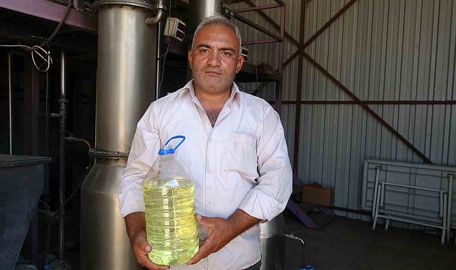 Lavantada hasat başladı: 60 kilosundan 1 kilo çıkıyor, 600 TL'ye satılıyor