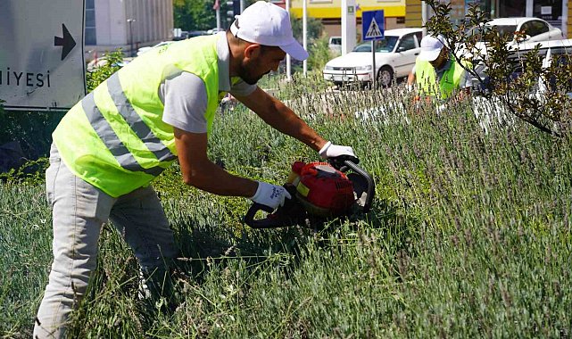 Lavantalardan bu yıl da organik ürünler üretilecek