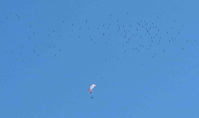 Leyleklerin paraşütçülerle dansı mest etti