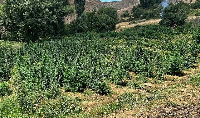 Lice'de 2 milyon 269 bin 200 kök kenevir ve skunk bitkisi imha edildi