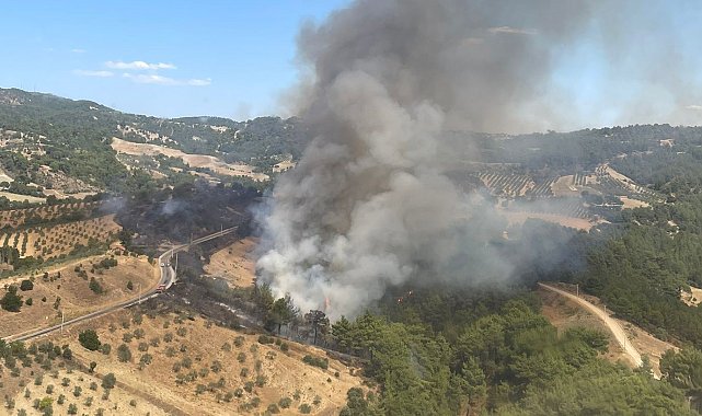 Manisa'da bir orman yangını daha