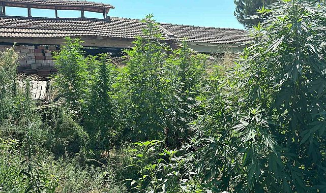 Manisa'da zehir tacirlerine geçit yok