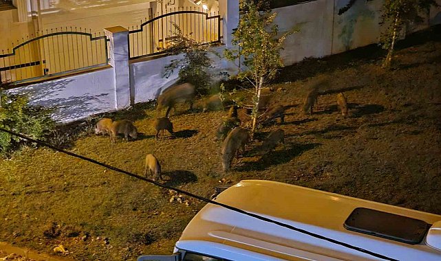 Marmaris'te yaban domuzları şehir merkezine indi