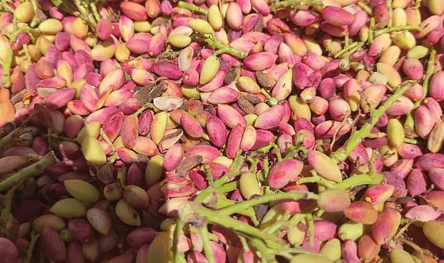 Mersin'de fıstık hasadı