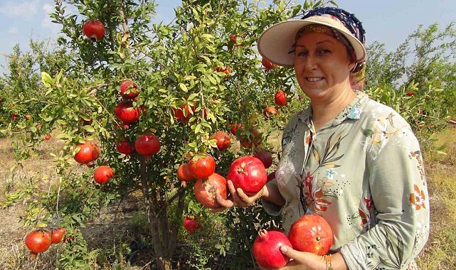 Mersin'de yılın ilk erkenci nar hasadı yapıldı