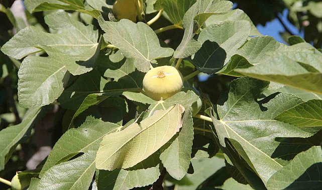 Mersin'in Mut ilçesinde 29'uncu İncir Festivali düzenlendi