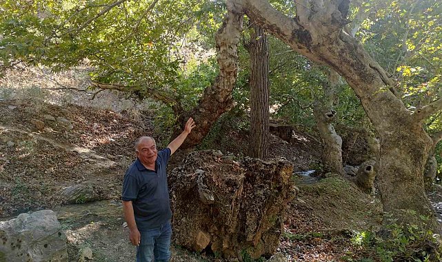 Mesafe tanımayan iki çınar ağacı tek gövde üzerinde birleşerek 50 metre yükseldi