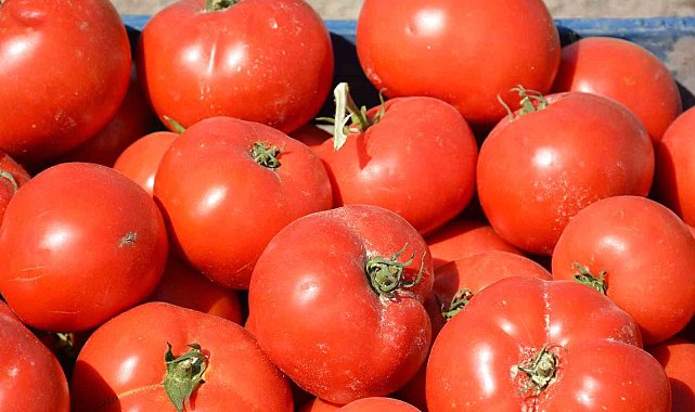 Meşhur Ayaş domatesini eken çiftçi sayısı azaldı