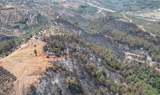 Milas'ta alevler yüzyıllık mirası yuttu; zeytinlikler kül oldu, gözyaşları sel